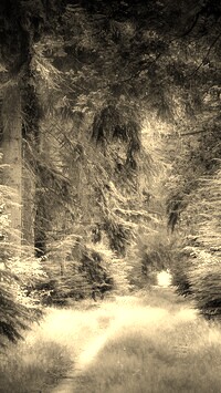 Szary + Sepia