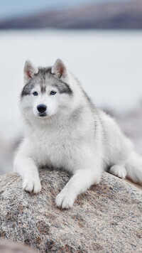 Oryginalny obrazek