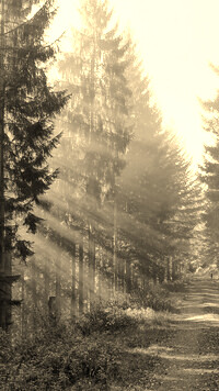 Szary + Sepia