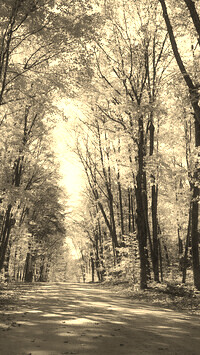 Szary + Sepia