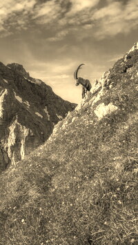 Szary + Sepia