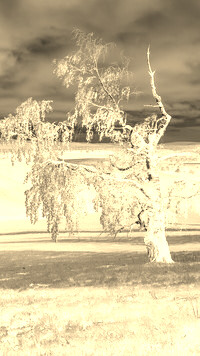 Sepia + Negatyw