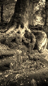 Szary + Sepia