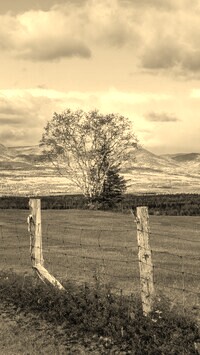 Szary + Sepia