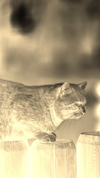 Sepia + Negatyw