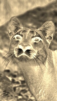 Sepia + Negatyw
