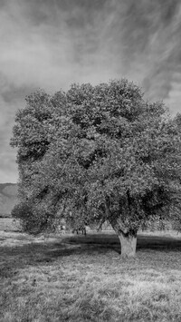 Szary