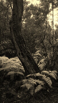 Sepia