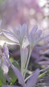 Oryginalny obrazek