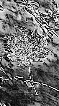 Skamielina