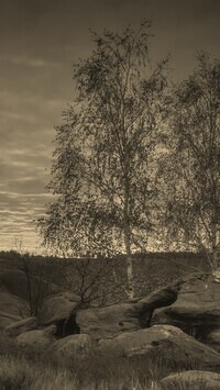 Szary + Sepia