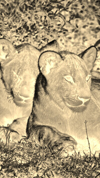 Sepia + Negatyw