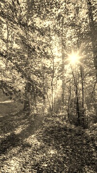 Sepia