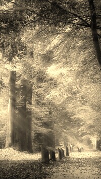 Szary + Sepia