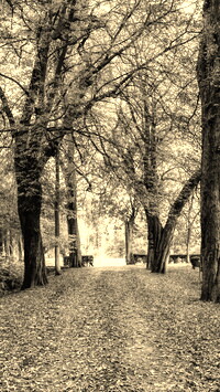 Szary + Sepia