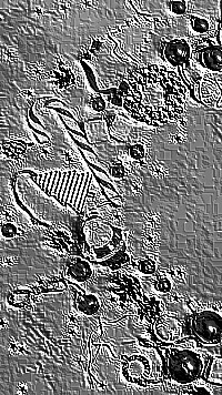 Skamielina