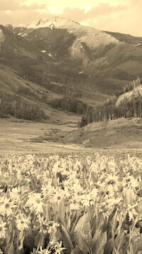 Sepia