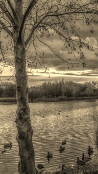 Szary + Sepia