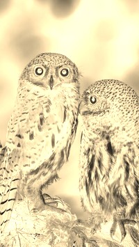 Sepia + Negatyw
