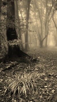 Szary + Sepia