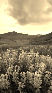 Sepia