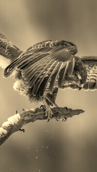 Szary + Sepia