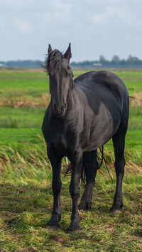Oryginalny obrazek