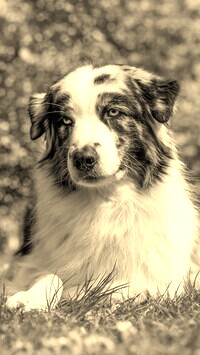 Sepia