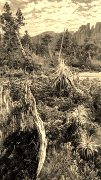 Sepia