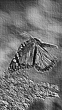 Skamielina