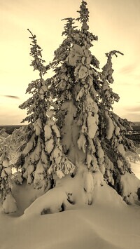 Szary + Sepia