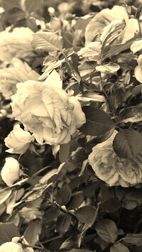 Szary + Sepia