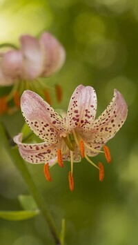 Oryginalny obrazek