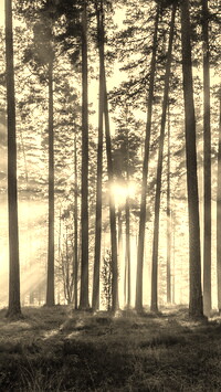 Szary + Sepia