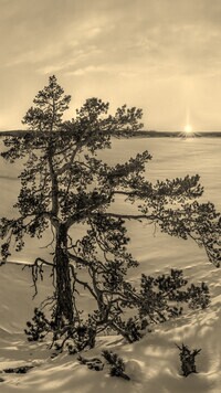 Szary + Sepia
