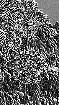 Skamielina