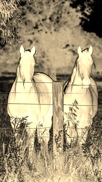 Sepia + Negatyw