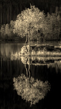 Szary + Sepia