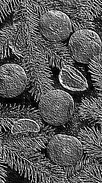 Skamielina