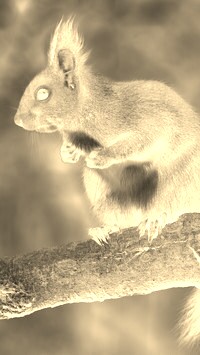 Sepia + Negatyw