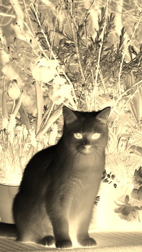 Sepia + Negatyw