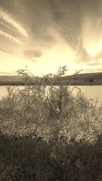 Sepia