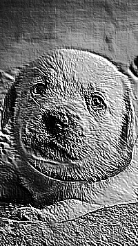 Skamielina