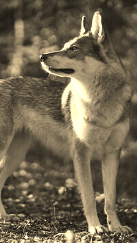 Sepia