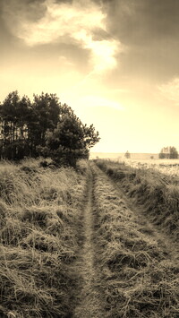 Szary + Sepia