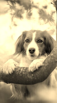 Szary + Sepia