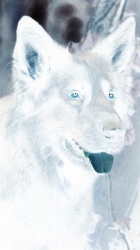 Negatyw