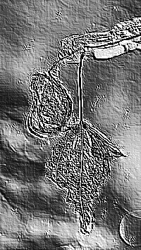 Skamielina