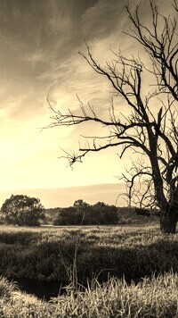 Szary + Sepia