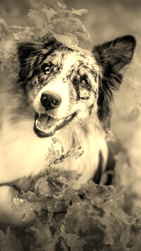 Szary + Sepia